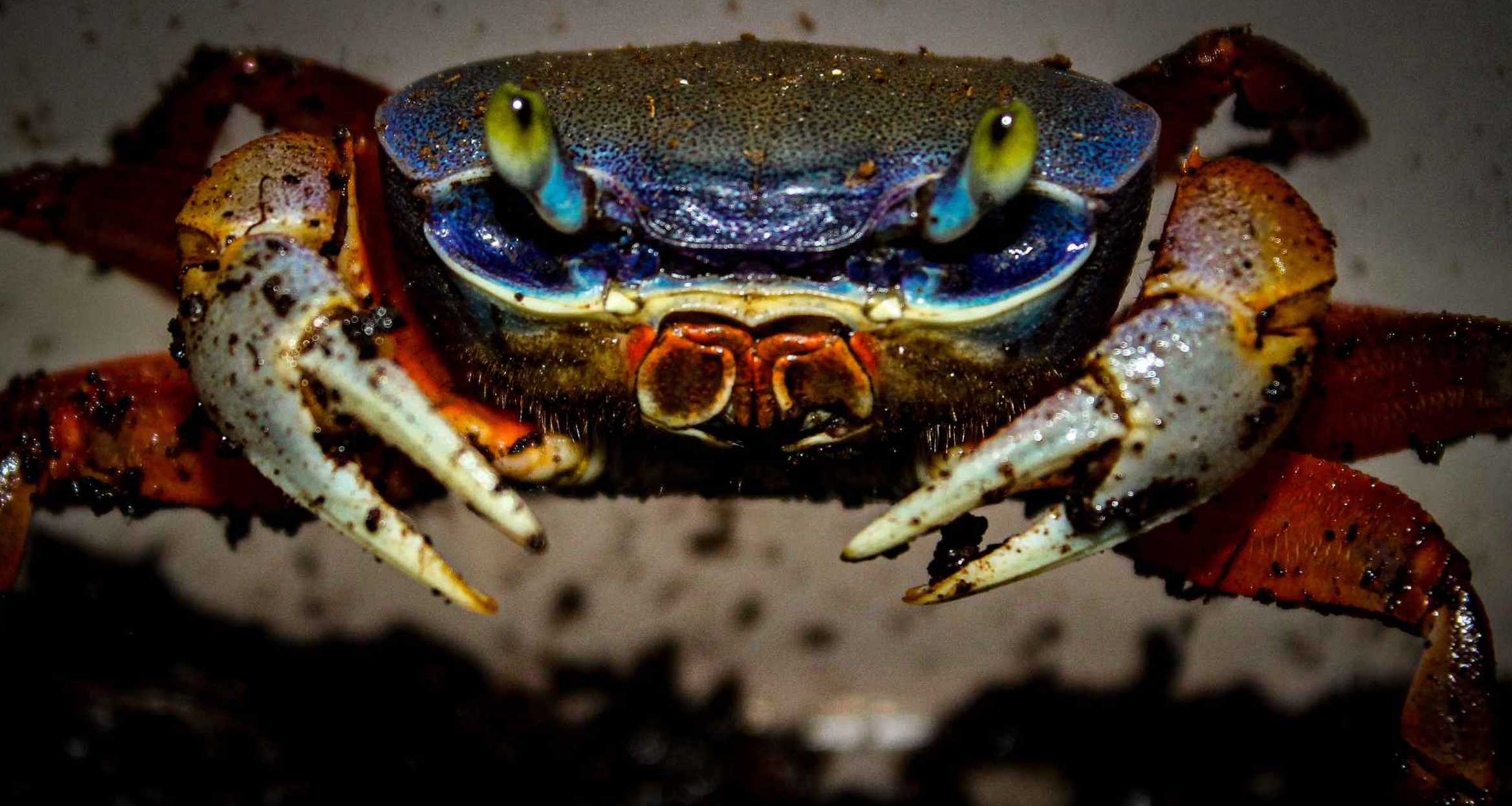 Rainbow Crab